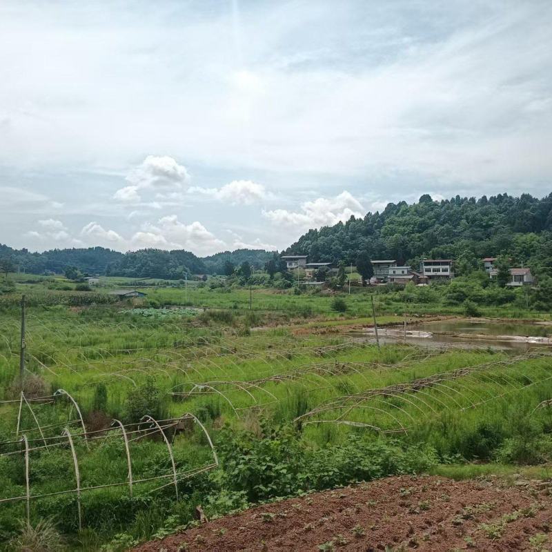 600亩土地待流转。
