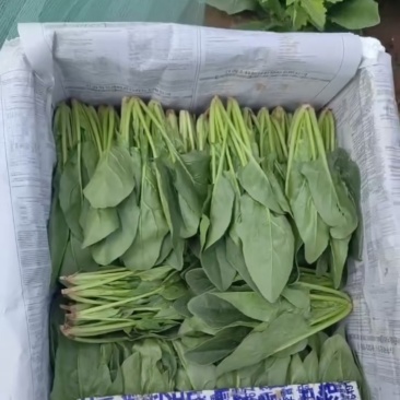 精品菠菜