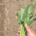 精品菠菜