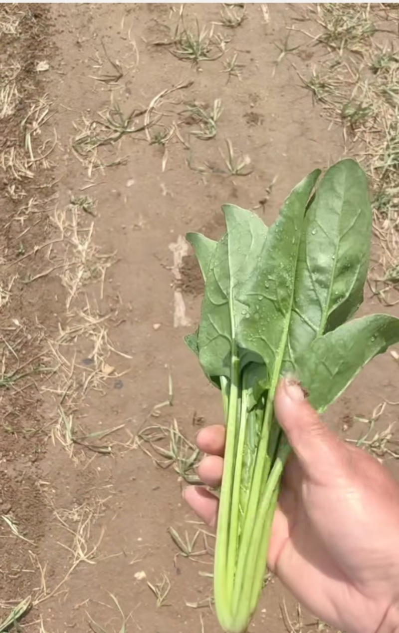 精品菠菜