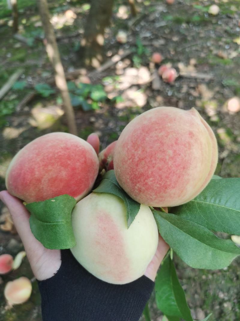 中果皮球桃