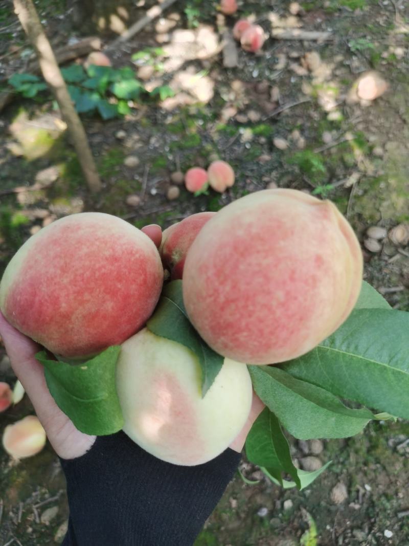 中果皮球桃