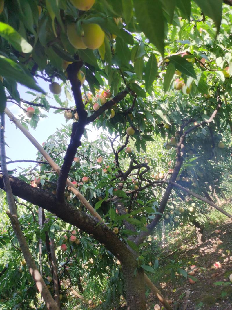 中果皮球桃