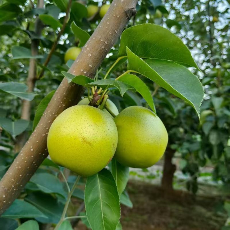 黄冠梨