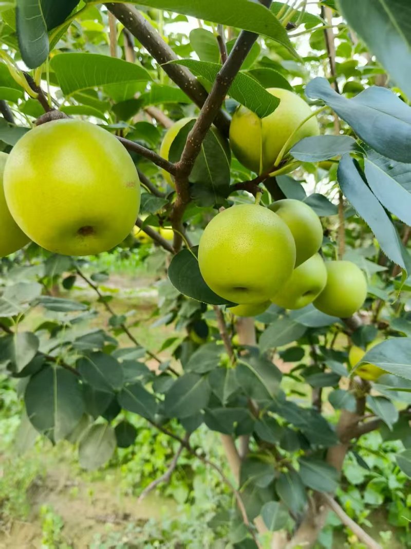 黄冠梨