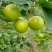 黄冠梨