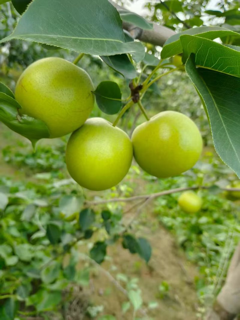 黄冠梨