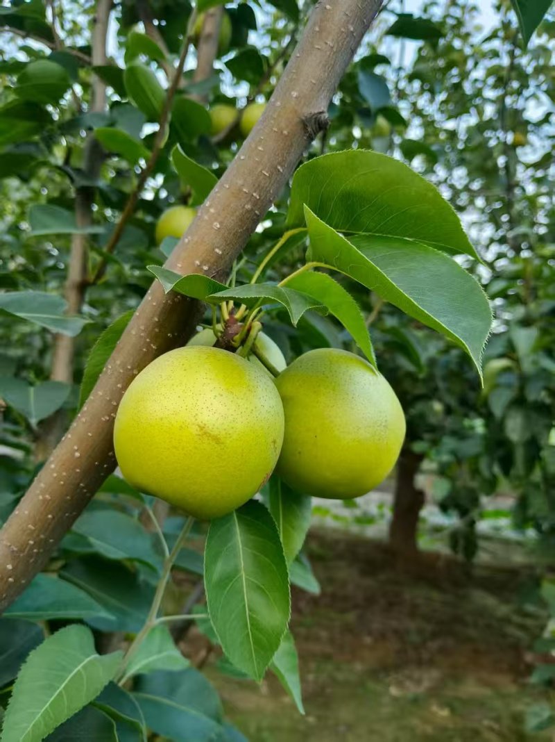 黄冠梨