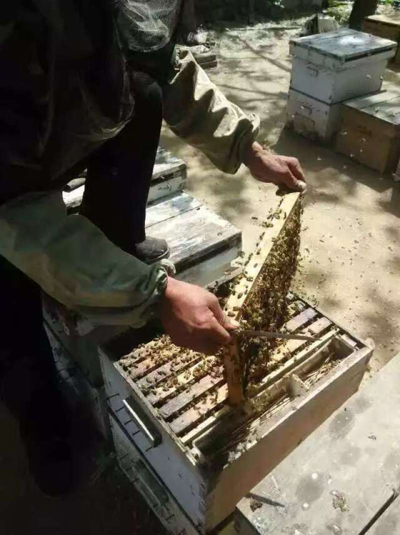 农家自产蜂蜜源自深山纯正天然，农家直发，优质供