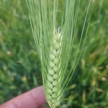 新鲜青稞米