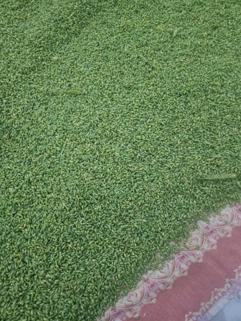 新鲜青稞米