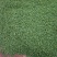 新鲜青稞米