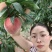 泰山山脉晚熟朱砂血桃大量上市图片均为真实图片
