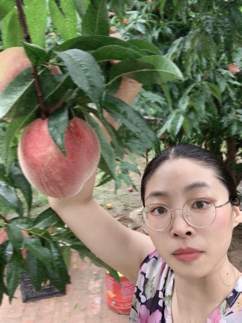 泰山山脉晚熟朱砂血桃大量上市图片均为真实图片