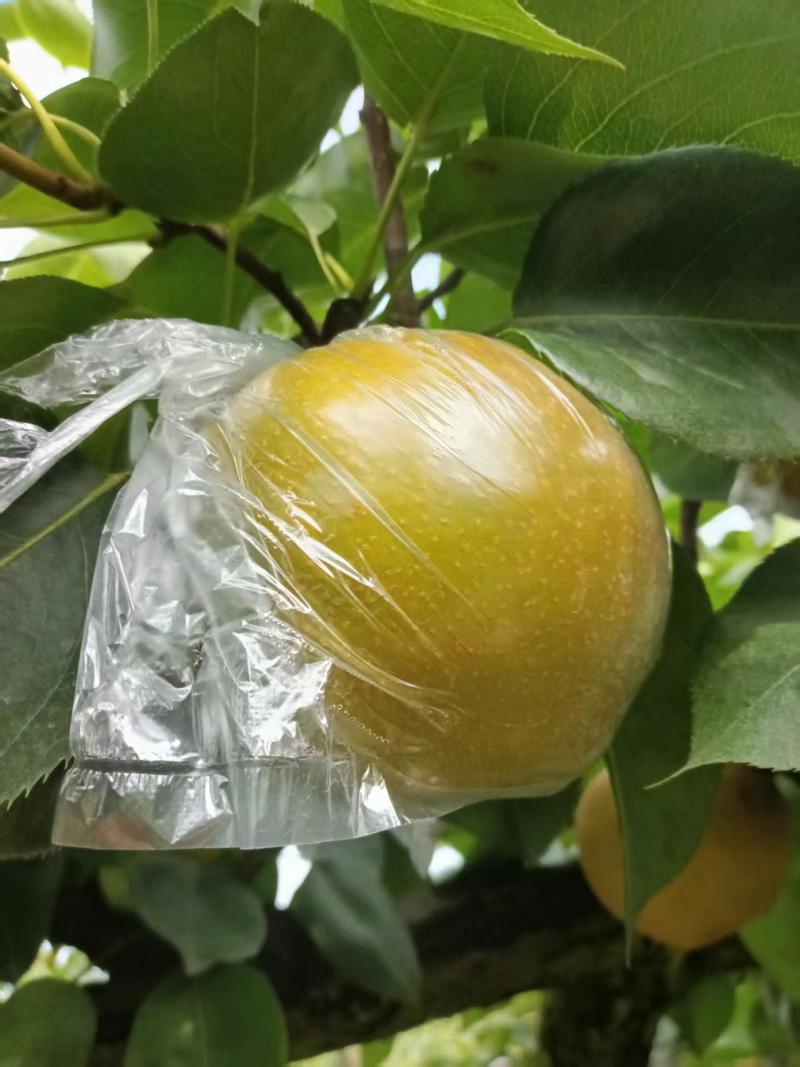 黄花梨