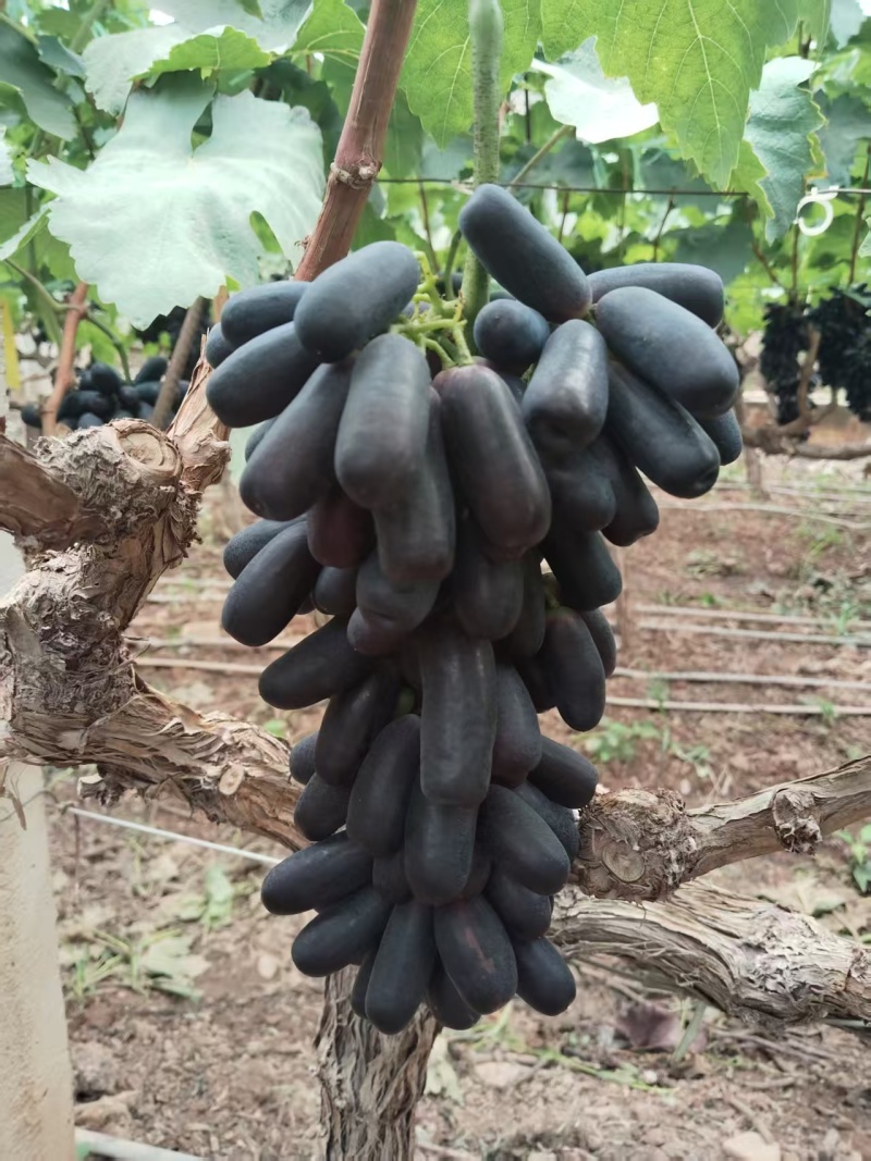 蓝宝石葡萄金手指葡萄电商一件代发顺丰包邮