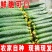 山东精品密刺黄瓜专业对接电商,商超,市场,欢迎来电