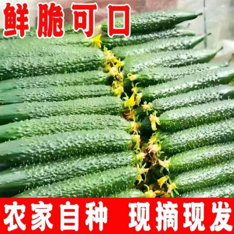 山东精品密刺黄瓜专业对接电商，商超，市场，欢迎来电
