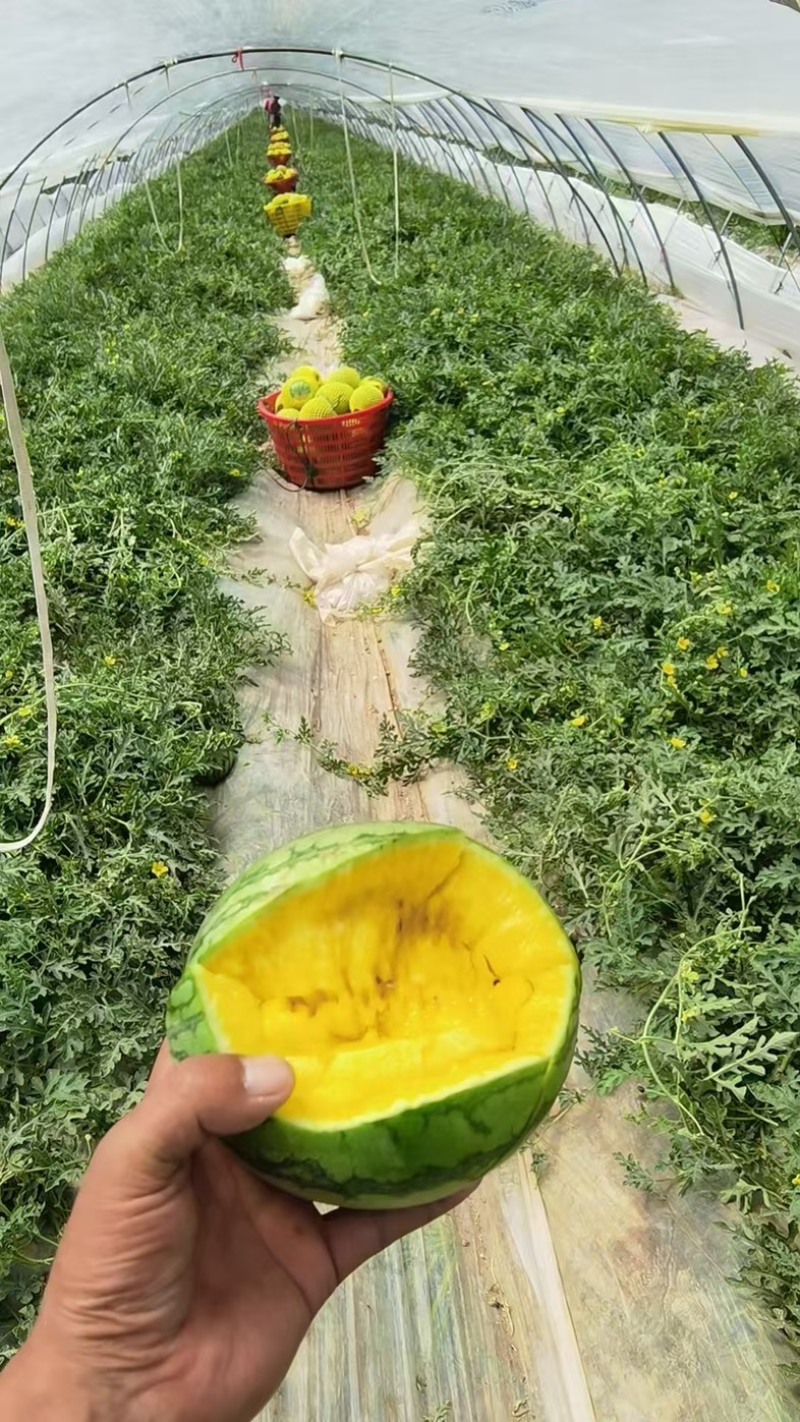 特小凤西瓜