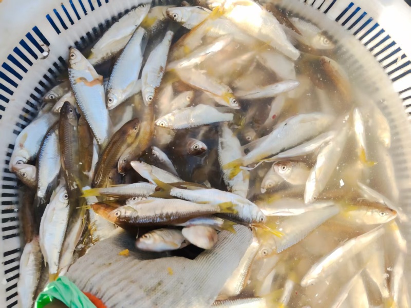 东北溪流白条鱼
