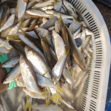 东北溪流白条鱼