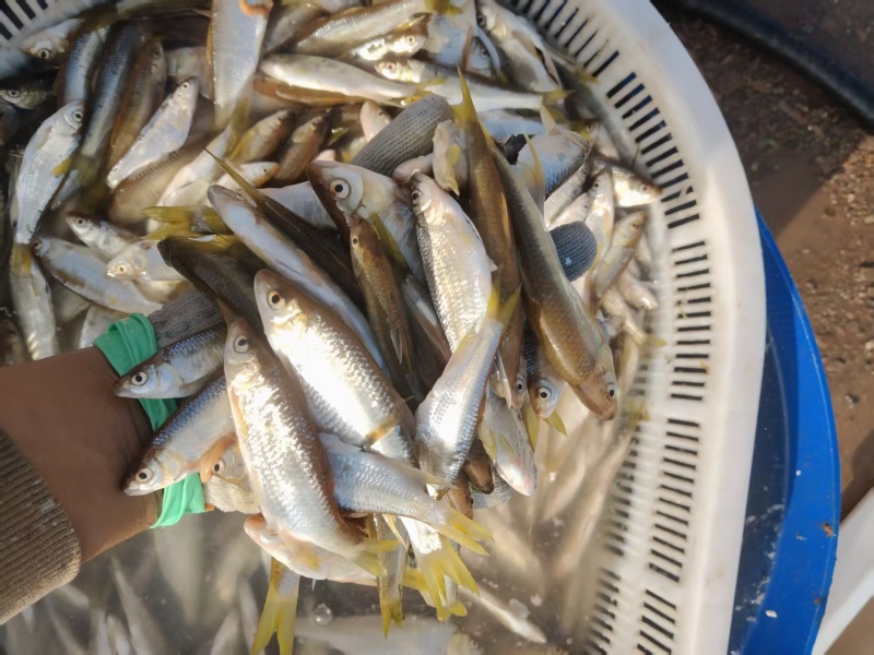 东北溪流白条鱼