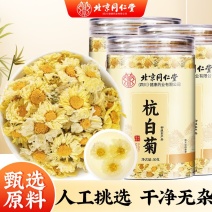 正宗桐乡杭白菊50g新鲜天然菊香四溢可搭配枸杞金银花泡茶养生