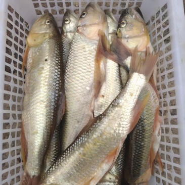 溪流马口鱼
