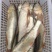 溪流马口鱼