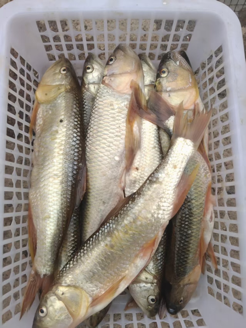 溪流马口鱼