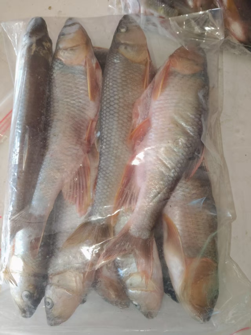溪流马口鱼