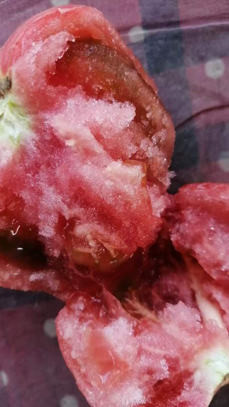 313酸甜口西红柿要的老板联系大量有货