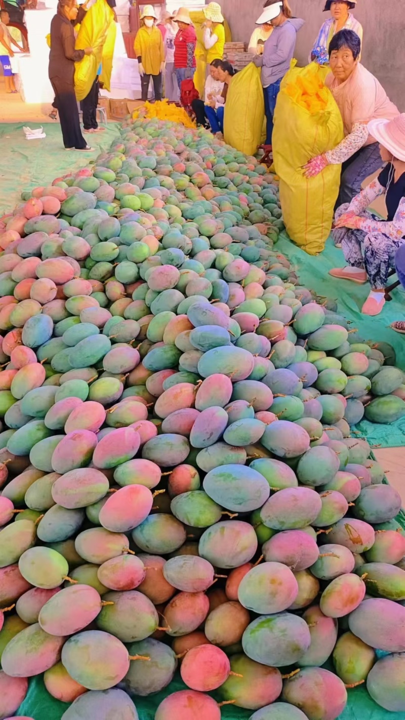 攀枝花凯特摸摸果