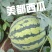美都西瓜咸阳西瓜陕西美都西瓜现摘现发提供一条龙服务