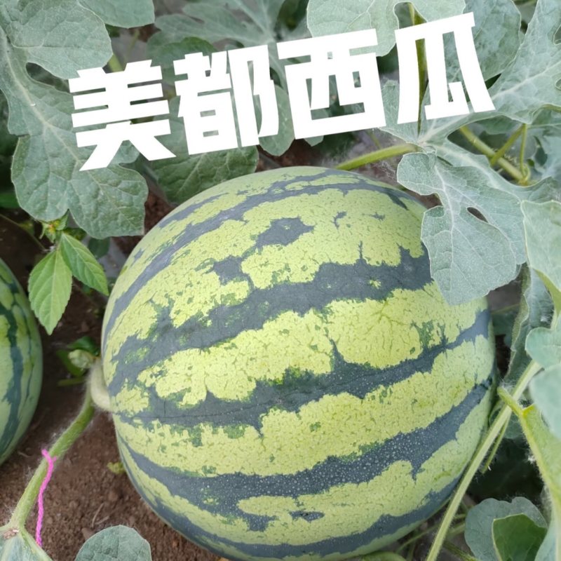 美都西瓜咸阳西瓜陕西美都西瓜现摘现发提供一条龙服务