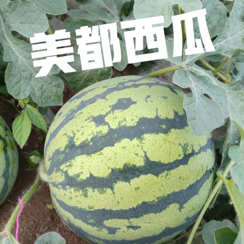 美都西瓜陕西西瓜基地直发包熟包甜量大从优代发全国