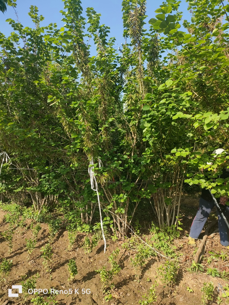 基地供应1.5米2米2.5米丛生紫荆绿化工程花境点缀