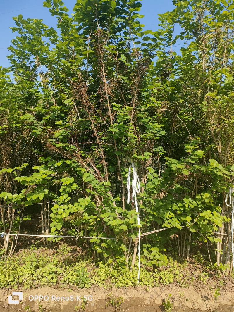 基地供应1.5米2米2.5米丛生紫荆绿化工程花境点缀