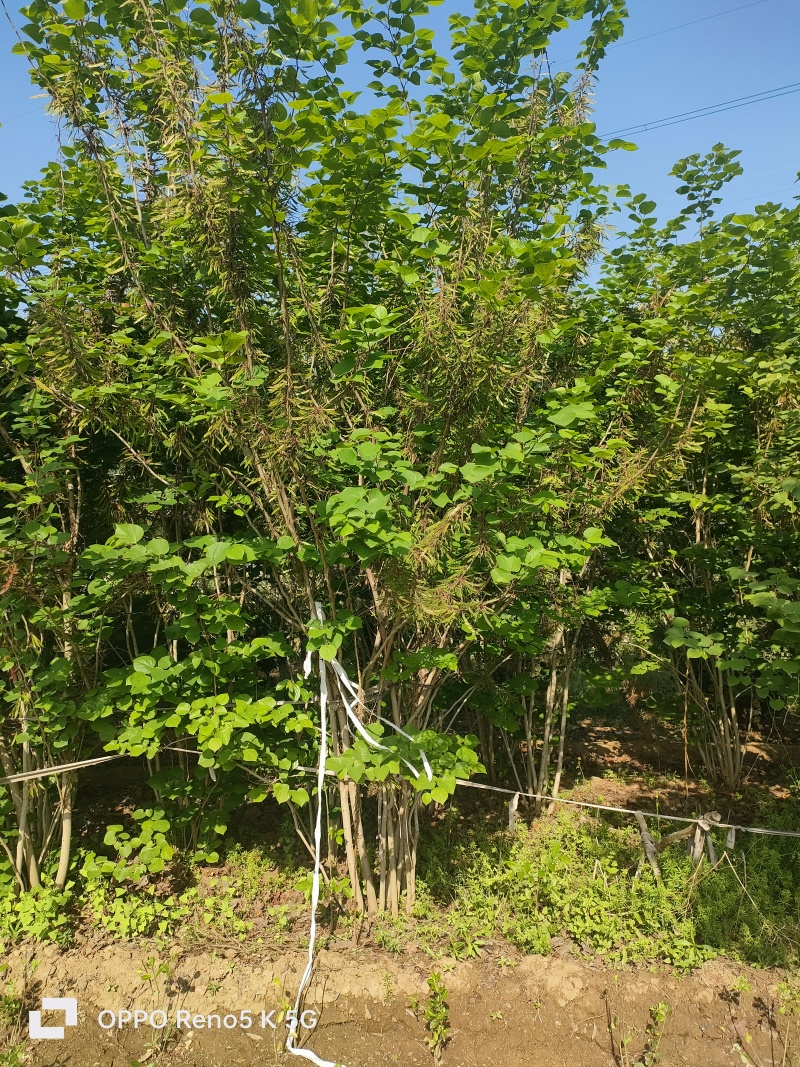 基地供应1.5米2米2.5米丛生紫荆绿化工程花境点缀