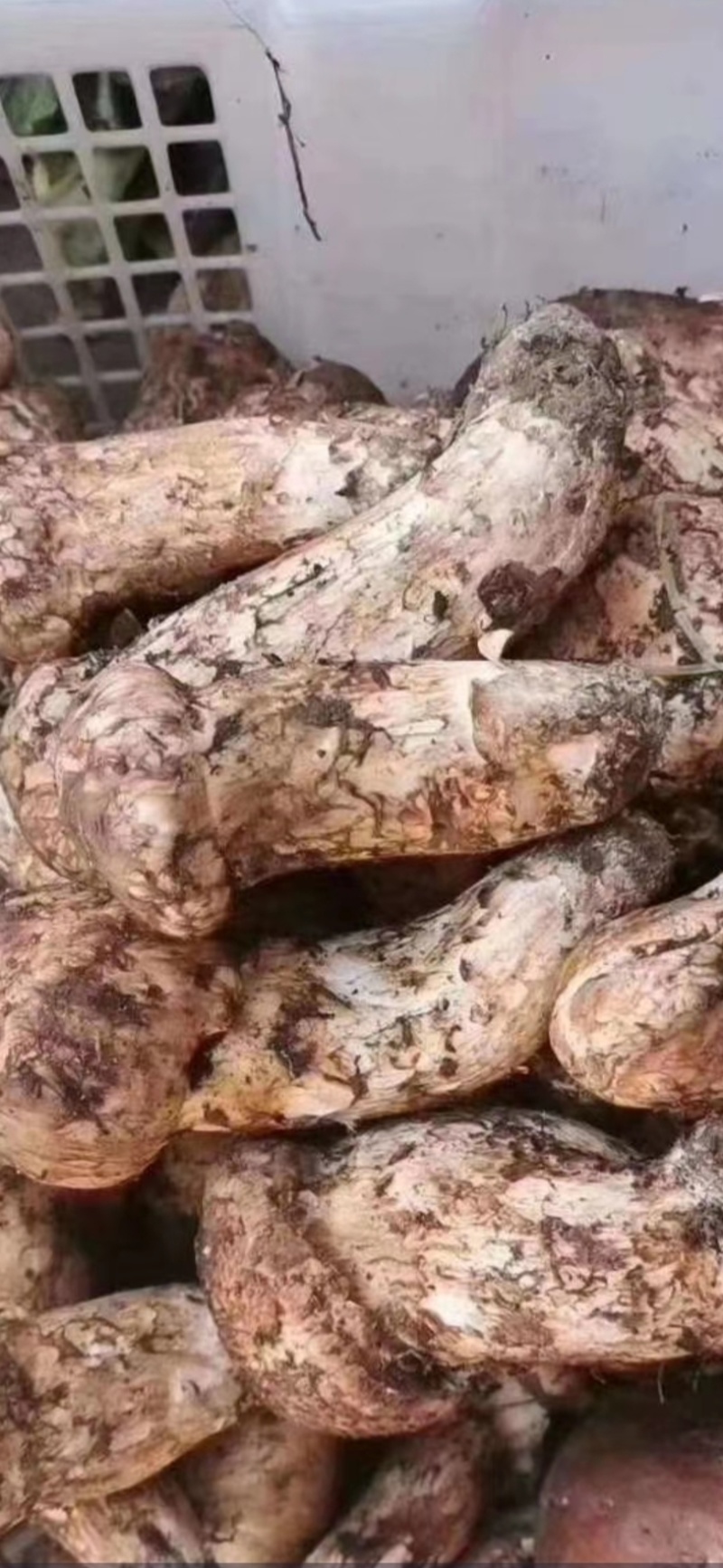 大量出售鲜松茸