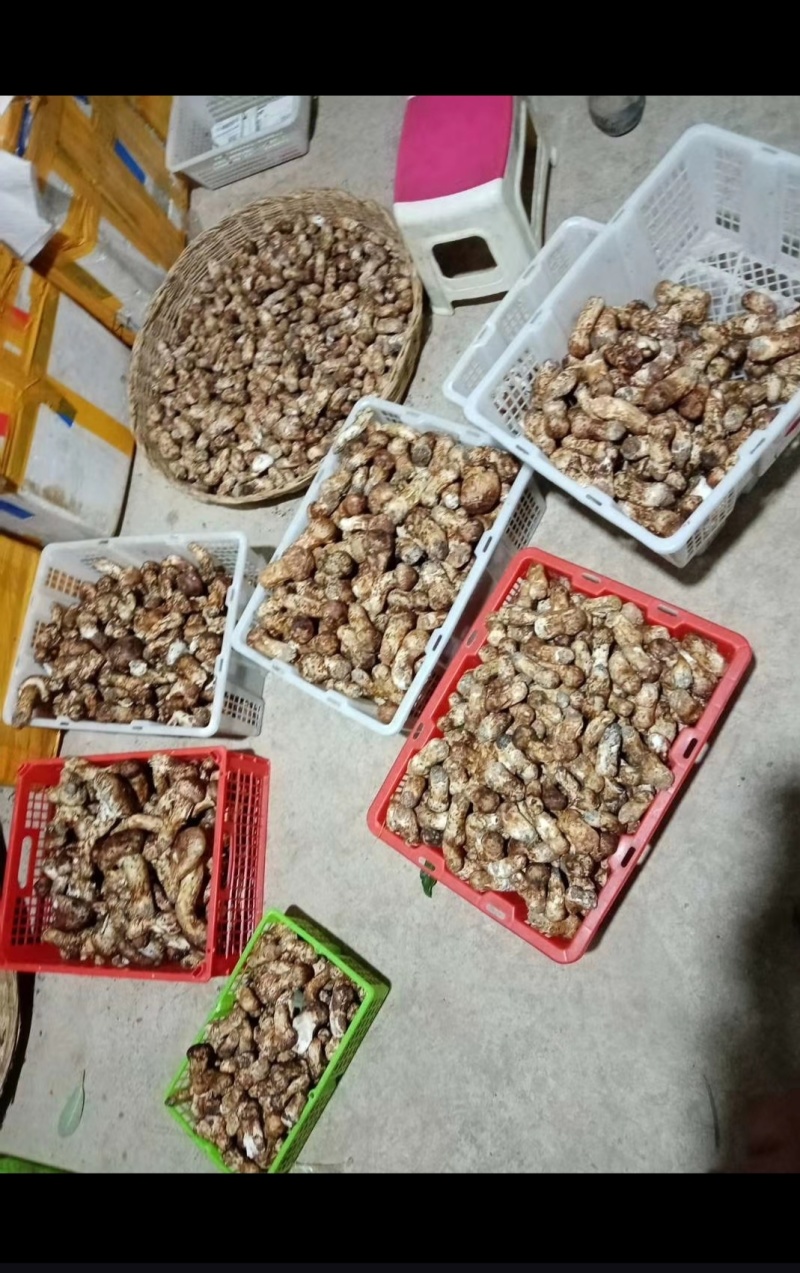 大量出售鲜松茸