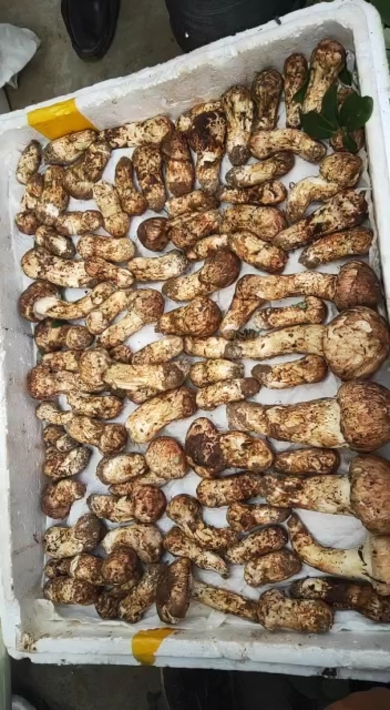 大量出售鲜松茸