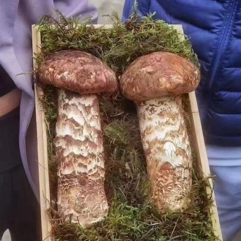 大量出售鲜松茸
