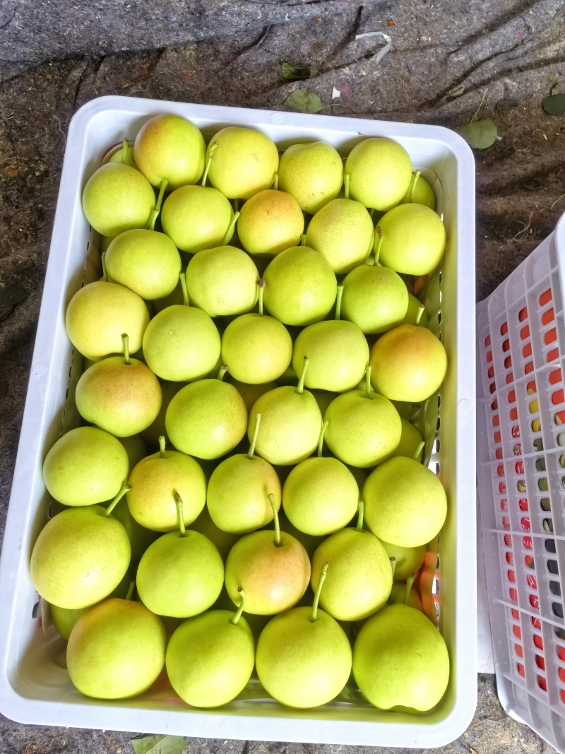 蜂糖梨，蜜梨，丁香梨，别名1259，