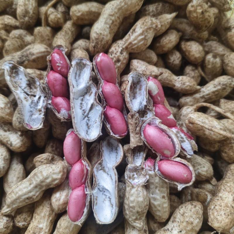 精品沙地四粒红花生，颗粒饱满