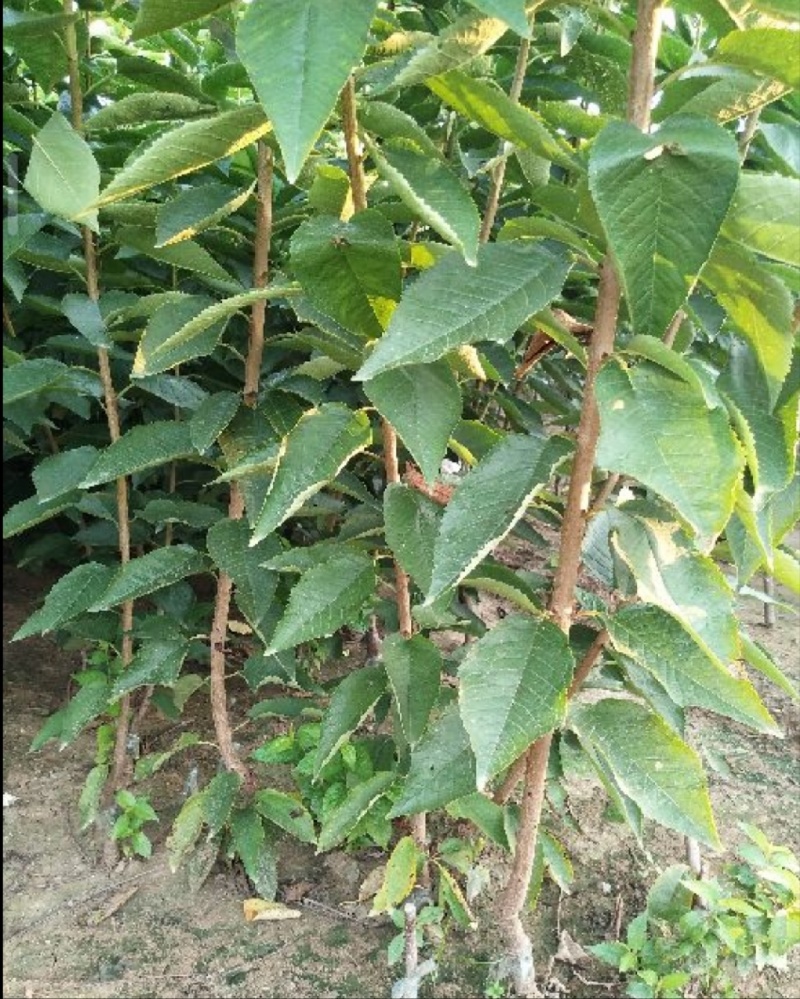 车厘子大樱桃苗，基地培育自产自销，品种保证，质量可靠