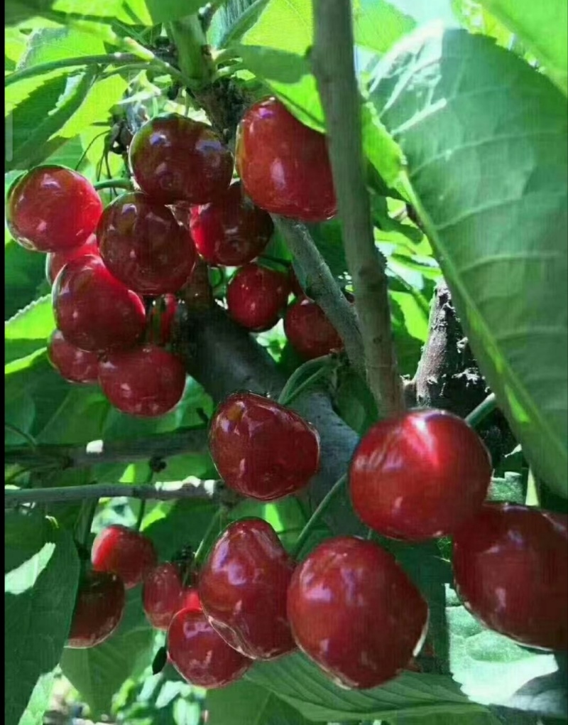 车厘子大樱桃苗，基地培育自产自销，品种保证，质量可靠