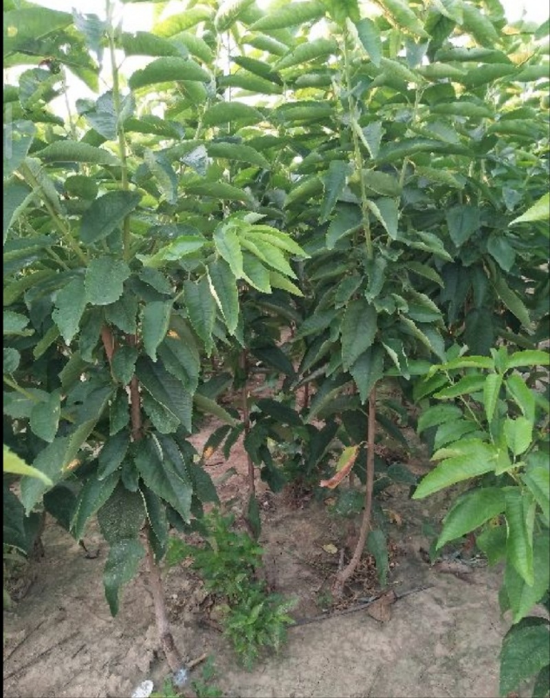 车厘子大樱桃苗，基地培育自产自销，品种保证，质量可靠