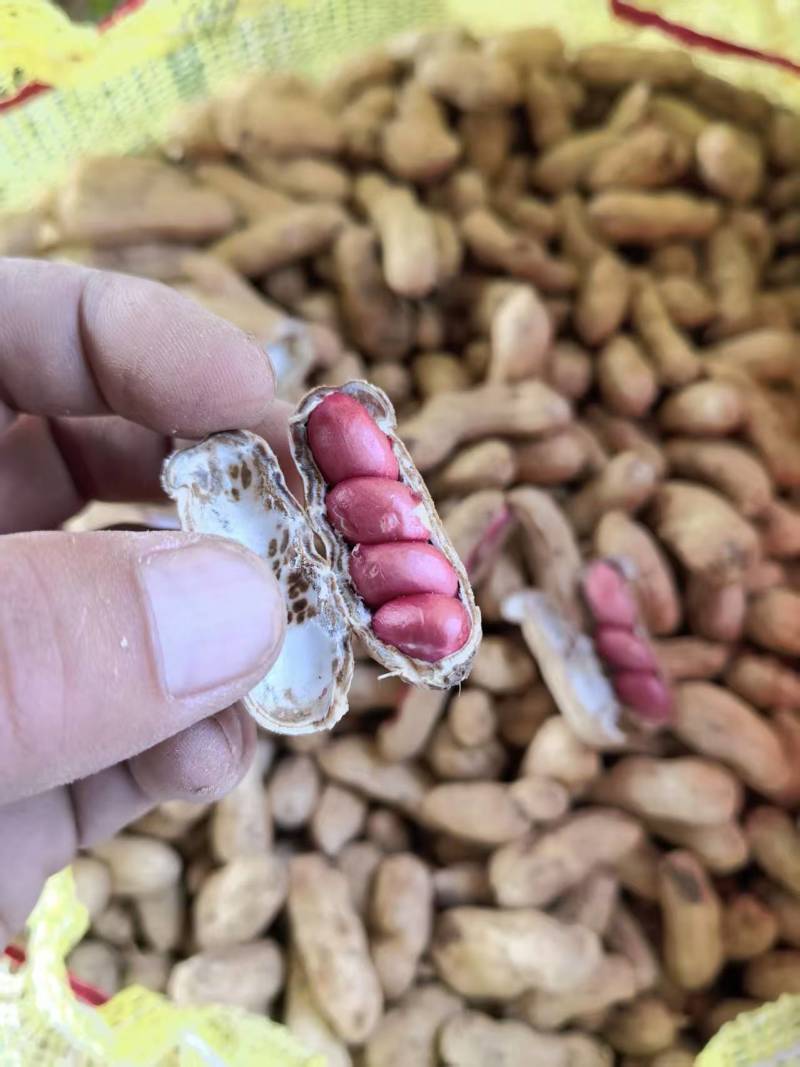 精品沙地四粒红花生，颗粒饱满