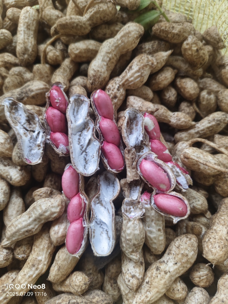 精品沙地四粒红花生，颗粒饱满